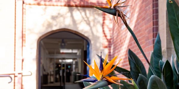 An orange and purple flower growing in front of the School's main building in Parkville